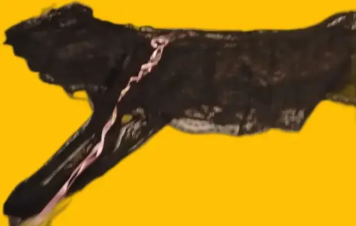 Sexy slipje
